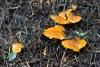 fungi-05_t1_1.jpg
