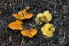 fungi-06_t1.jpg
