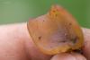 fungi-09_t1.jpg