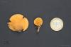 fungi-10_t1.jpg
