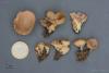 fungi-12_t1.jpg