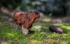 gyromitra-2_t1.jpg