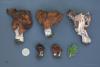 gyromitra-3_t1.jpg