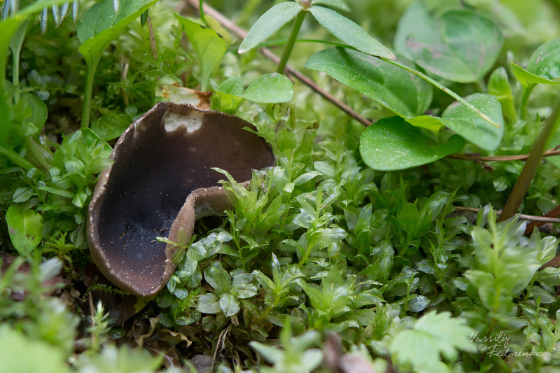helvella-01.jpg