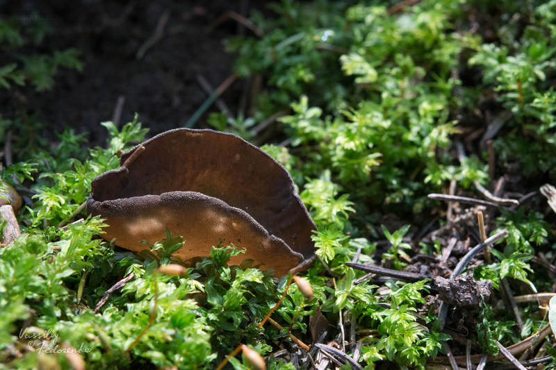 helvella-01_1.jpg