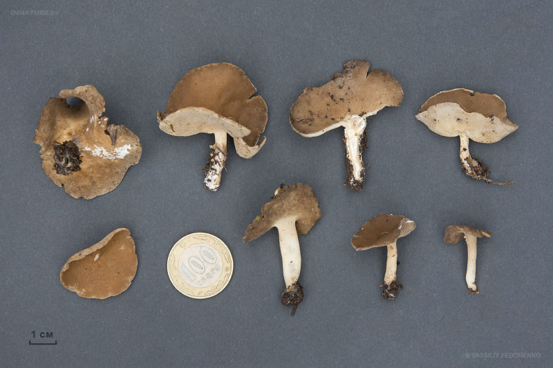 helvella-01_2.jpg