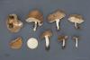 helvella-01_t1_2.jpg