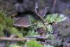 helvella-01_t1_3.jpg