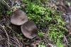 helvella-01_t1_4.jpg