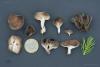 helvella-01_t1_5.jpg