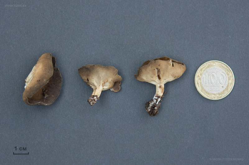 helvella-02_1.jpg