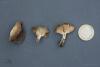 helvella-02_t1_1.jpg