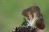 helvella-03_t1.jpg