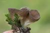 helvella-04_t1.jpg