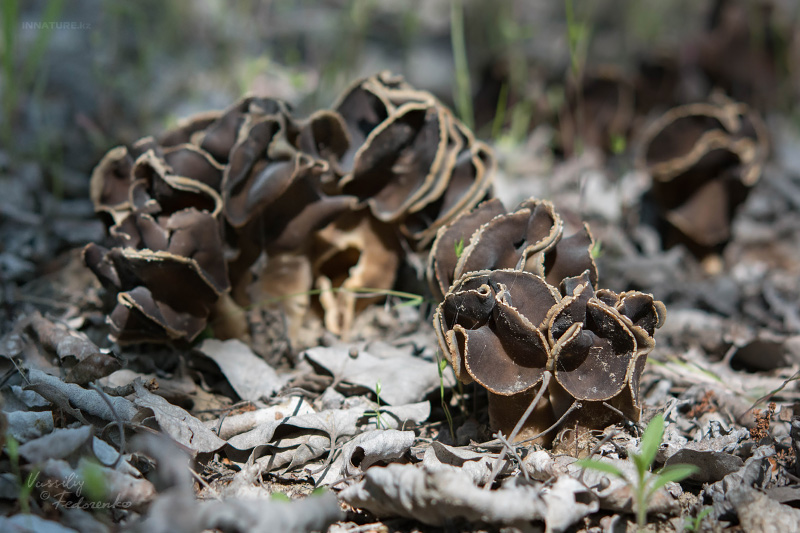 helvella-2.jpg