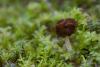 helvella-elastica-01_t1.jpg