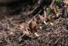 helvella-elastica-01_t1_1.jpg