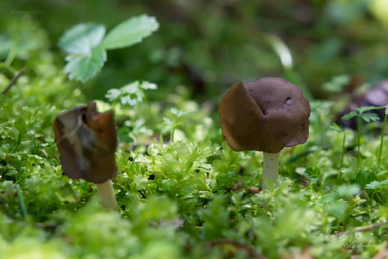 helvella-elastica-02.jpg