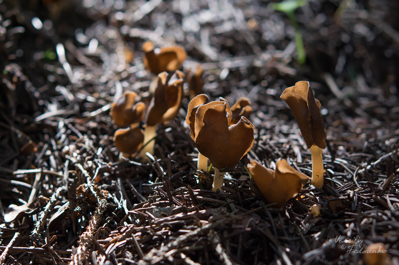 helvella-elastica-02_1.jpg
