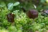 helvella-elastica-02_t1.jpg