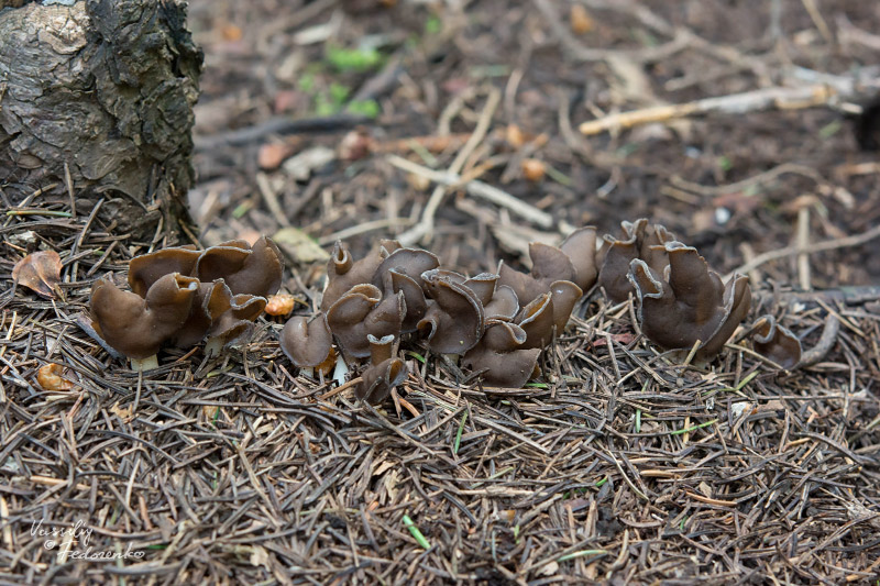 helvella-elastica-03.jpg