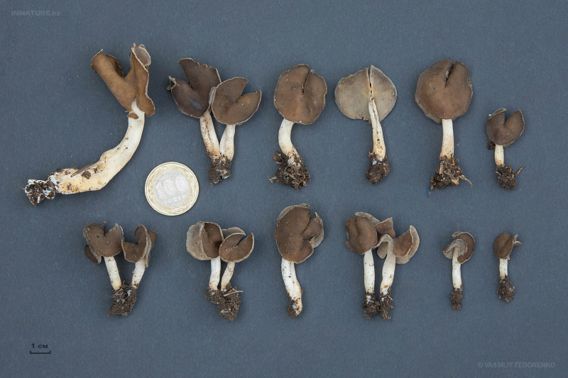helvella-elastica-04.jpg