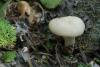 hygrocybe-05_t1.jpg