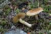 inocybe-01_t1_1.jpg