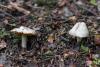 inocybe-01_t1_2.jpg