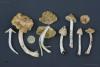 inocybe-02_t1.jpg