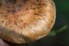 inocybe-02_t1_1.jpg