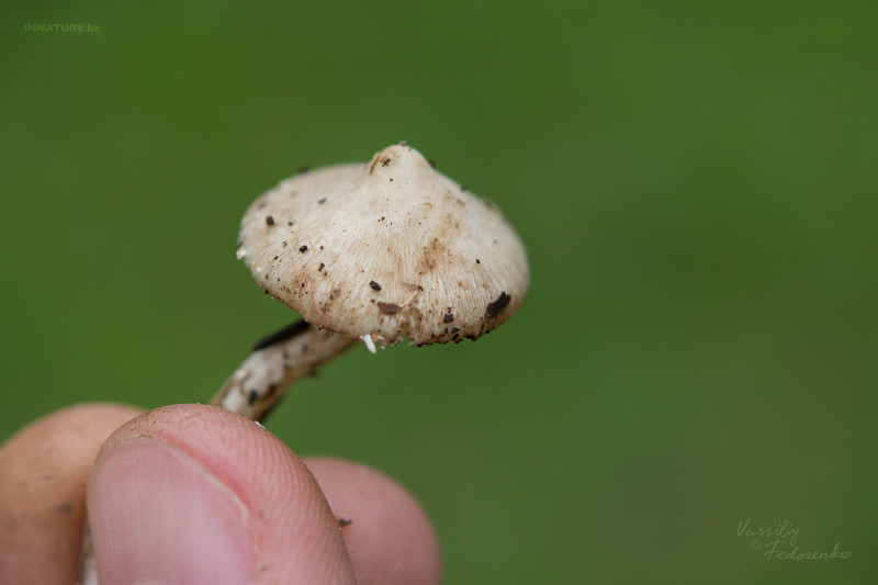 inocybe-03_1.jpg