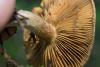 inocybe-03_t1.jpg