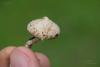 inocybe-03_t1_1.jpg
