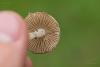 inocybe-04_t1_1.jpg