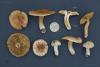 inocybe-05_t1.jpg