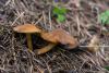inocybe-05_t1_1.jpg