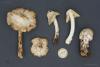 inocybe-06_t1.jpg