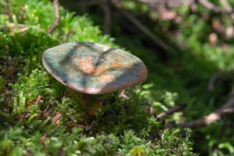 lactarius-01_1.jpg