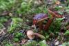 lactarius-01_t1.jpg