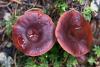 lactarius-02_t1.jpg