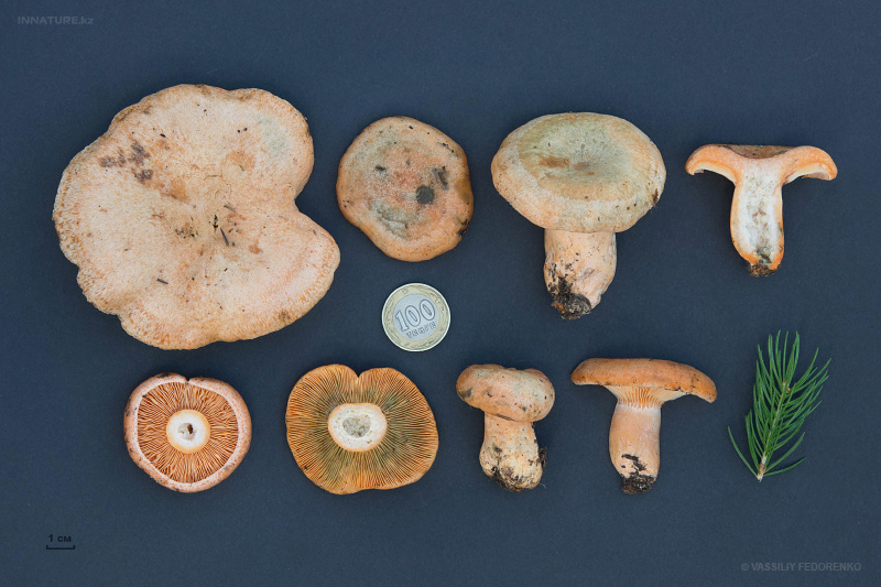 lactarius-deterrimus-01.jpg