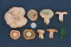 lactarius-deterrimus-01_t1.jpg