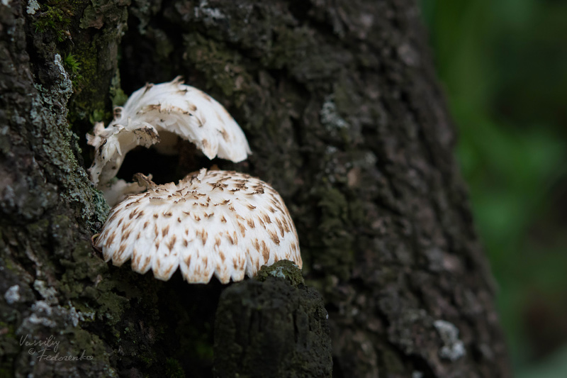 lentinus-tigrinus.jpg