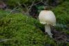 lepiota-01_t1.jpg