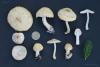 lepiota-01_t1_1.jpg