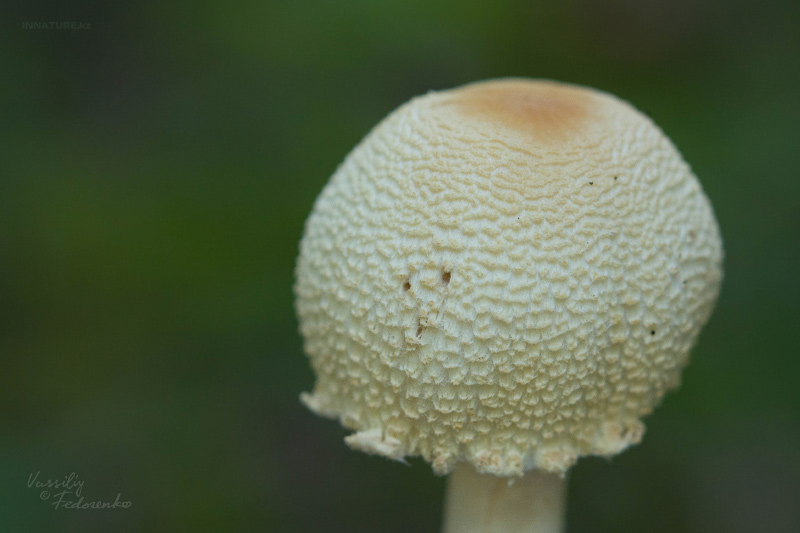 lepiota-02.jpg