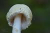 lepiota-03_t1.jpg