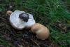 leucopaxillus-01_t1.jpg