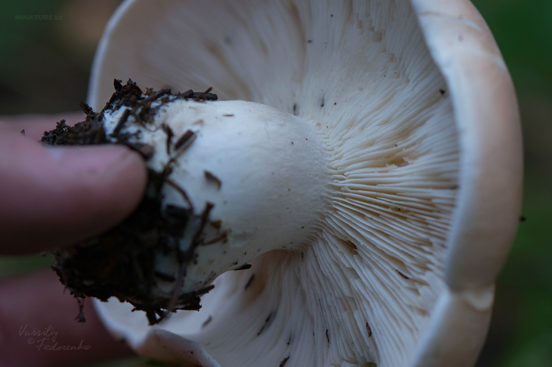 leucopaxillus-02.jpg